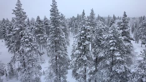 drone descends between snow covered trees in lapland, finland, arctic circle