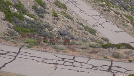 El-Venado-Bura-Se-Para-Y-Cruza-Un-Estrecho-Camino-De-Montaña