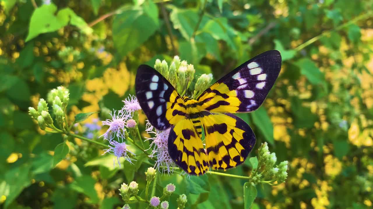Insetti: Falena tigre che si nutre di nettare da un fiore di erba del Siam. Primo piano.