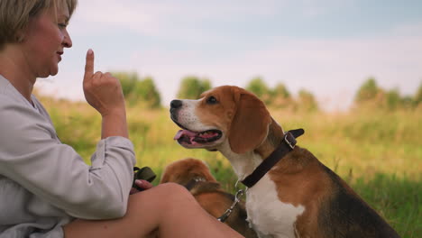 la dueña del perro sentada en un campo de hierba sosteniendo la mano como si ofreciera un regalo mientras dos perros atentos, con las lenguas abiertas, la miran con correas alrededor de sus cuellos, esperando ansiosamente