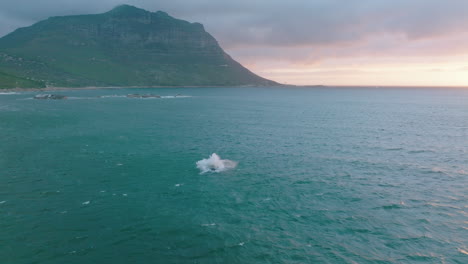 Toma-Aérea-De-Diapositivas-Y-Panorámicas-De-Ballenas-Saltando-Fuera-Del-Agua.-Viendo-Ballenas-Cerca-De-La-Costa-Del-Mar-Al-Atardecer.