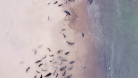 Aerial-birds-eye-view-looking-down-on-a-large-colony-of-grey-seals-basking-on-the-beach-at-Horsey-Gap,-Norfolk,-England,-UK