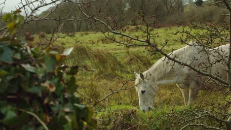 Caballo-Blanco-Comiendo-Hierba-En-Un-Campo-De-Montaña,-Con-Ramas-Y-Arbustos-En-Primer-Plano