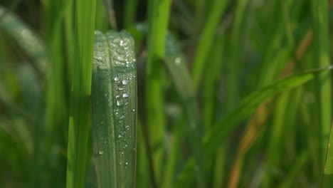 4k gotas de rocío de la mañana en las hojas