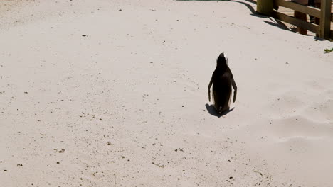 Single-African-penguin-with-intimidating-stance-faces-off-visitors-on-boardwalk