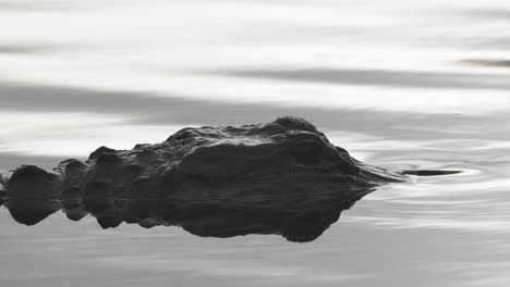 scary black alligator reptile animal slowly swimming in water close up