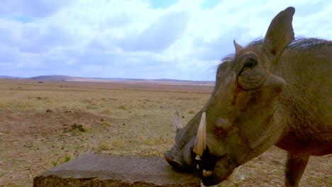 close-up pov of common warthog with big tusks feasting on supplement lick block