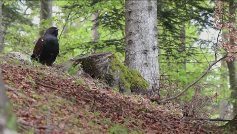 western capercaillie male in the coniferous forest (tetrao urogallus)