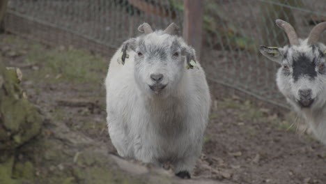 white goat looking at camera in petting zoo