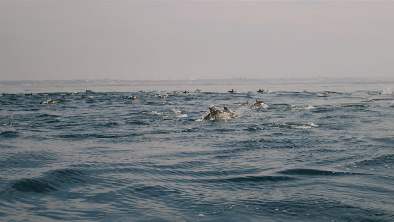 A pod of dolphins swimming and jumping in the ocean