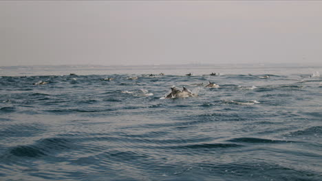 a pod of dolphins swimming and jumping in the ocean