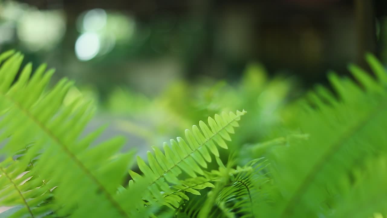 Landscape with green foliage and house in the background. Handheld, rack focus
