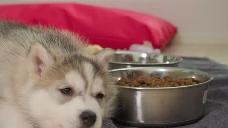 tired little husky lies on the ground next to a metal bowl with water and a steel bowl with dog food