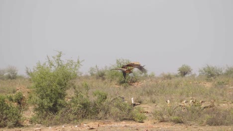 himalayan griffon vulltures or gyps himalayensis flying and landing on ground in semid arid forest of ghatigao madhya pradesh india