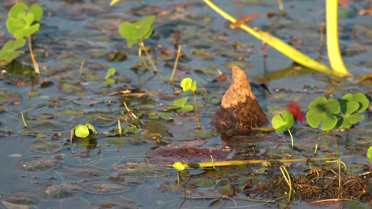 바위 위의 레드 드래곤 플라이의 넓은 외부 샷은 다른 드래곤 플라이와 함께 날아다니며 잎이 무성한 물 위의 바위 위에 자리를 잡습니다.