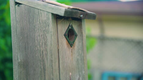 house sparrow feeds baby in wooden bird house