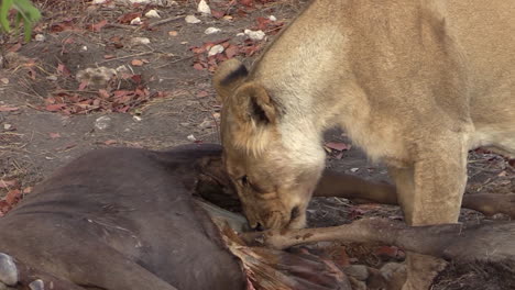 lioness-licking-mouth-and-panting,-ready-to-continue-breaking-up-carcass-of-her-recently-killed-prey:-two-wildebeests