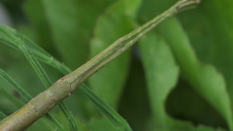 stick insect medauroidea extradentata, family phasmatidae