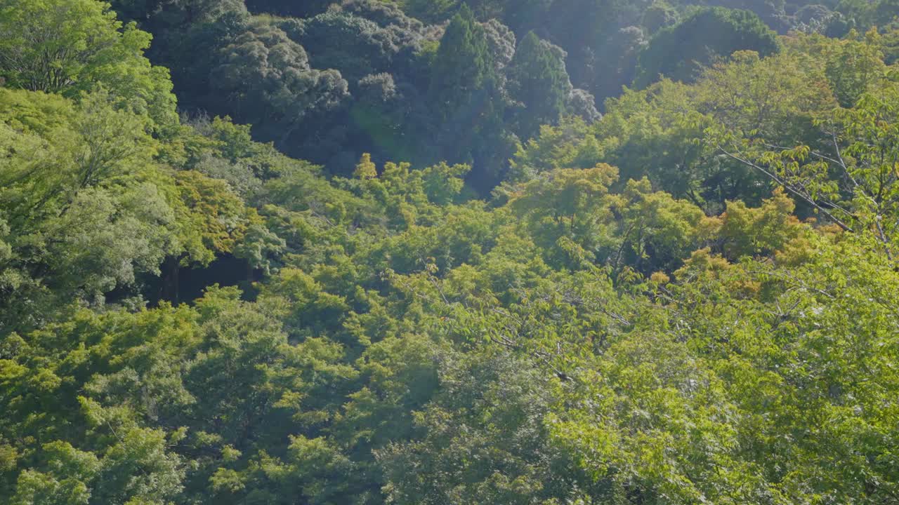 toma de las hojas sobre un bosque con