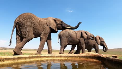 El-Elefante-Africano-Más-Grande-Afirma-Su-Dominio-Sobre-Los-Elefantes-Más-Jóvenes-En-Un-Pozo-De-Agua-En-Un-Dramático-Encuentro-Con-La-Vida-Silvestre.