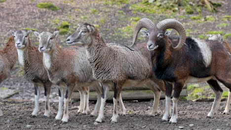 Eine-Gruppe-Ziegen-Und-Ein-Ziegenbock-Stehen-In-Einer-Reihe-In-Einem-Wildpark-Und-Schauen-In-Die-Kamera