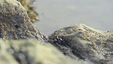 el cangrejo en la roca está asustado y corre hacia la poza de marea