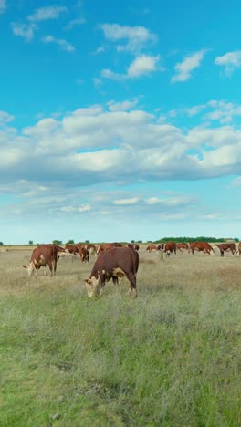 a peaceful rural scene with cows grazing in a green meadow under a blue sky