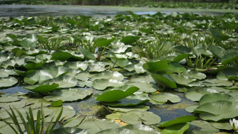 Schöne-Vegetation-Am-Wilden-See