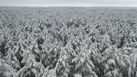 Antenne:-Eiskaltes-Wetter-Mit-Drohne,-Die-über-Wald-Mit-Grauem-Himmel-Fliegt