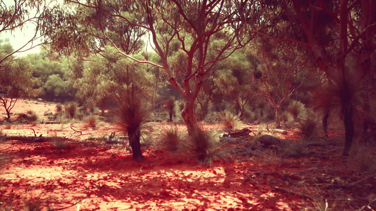 bosque de tierra roja