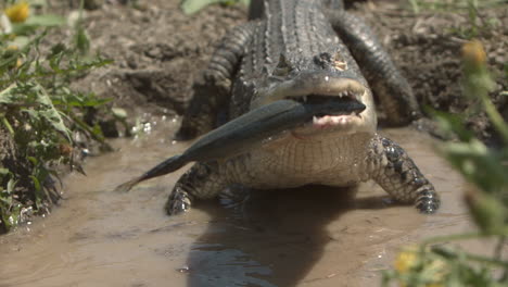 aligator wgryzający się w rybę w zwolnionym tempie