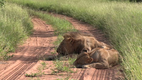 Pareja-De-Leones-Descansa-En-Un-Camino-De-Tierra-Mientras-El-Viento-Sopla-A-Través-De-La-Hierba,-Aleja-El-Zoom