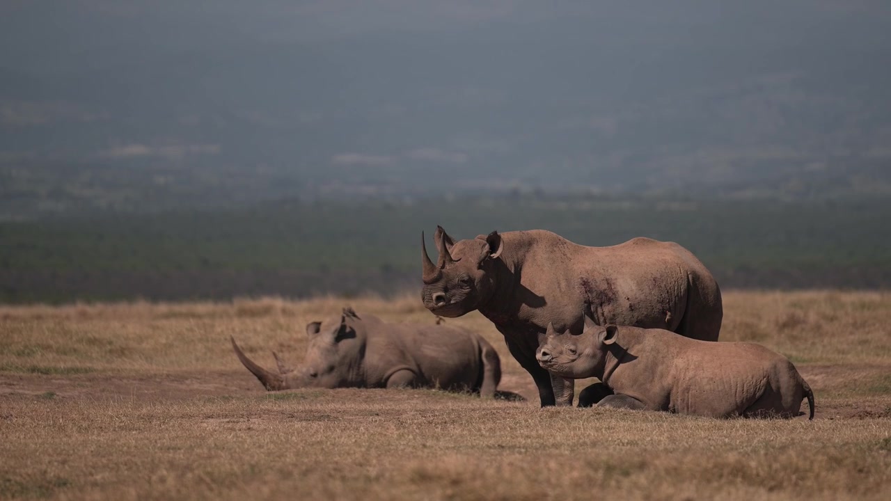 Sort næsehorn i vildtreservat, truede dyr på afrikansk safari i Kenya, Afrika. Gruppe af tre dyr.