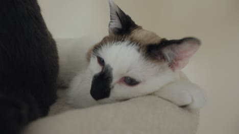 a sleepy kitten