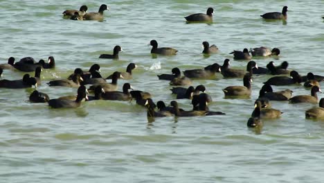 Amerikanische-Blässhühner-Tauchen-Im-Wasser