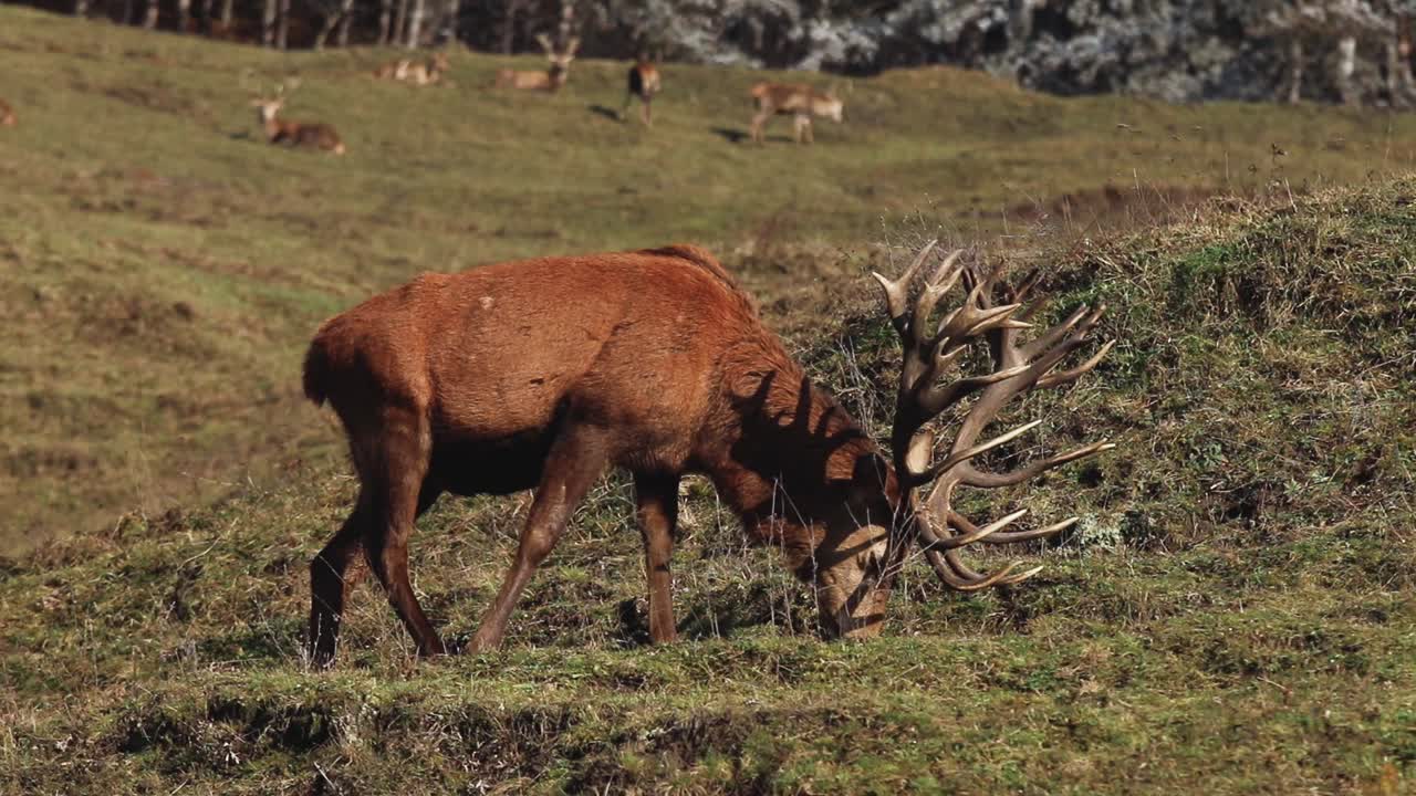 ciervo macho rojo caminando y comiendo en un campo verde con un fondo borroso en un hábitat natural, primer plano, concepto de conservación