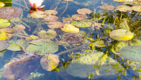 japanese koi pond with blooming waterlily