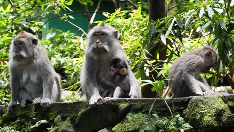 a wild baby monkey clings to its mother while trying to suckle from the teat