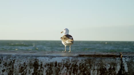 la gaviota en la playa 4k