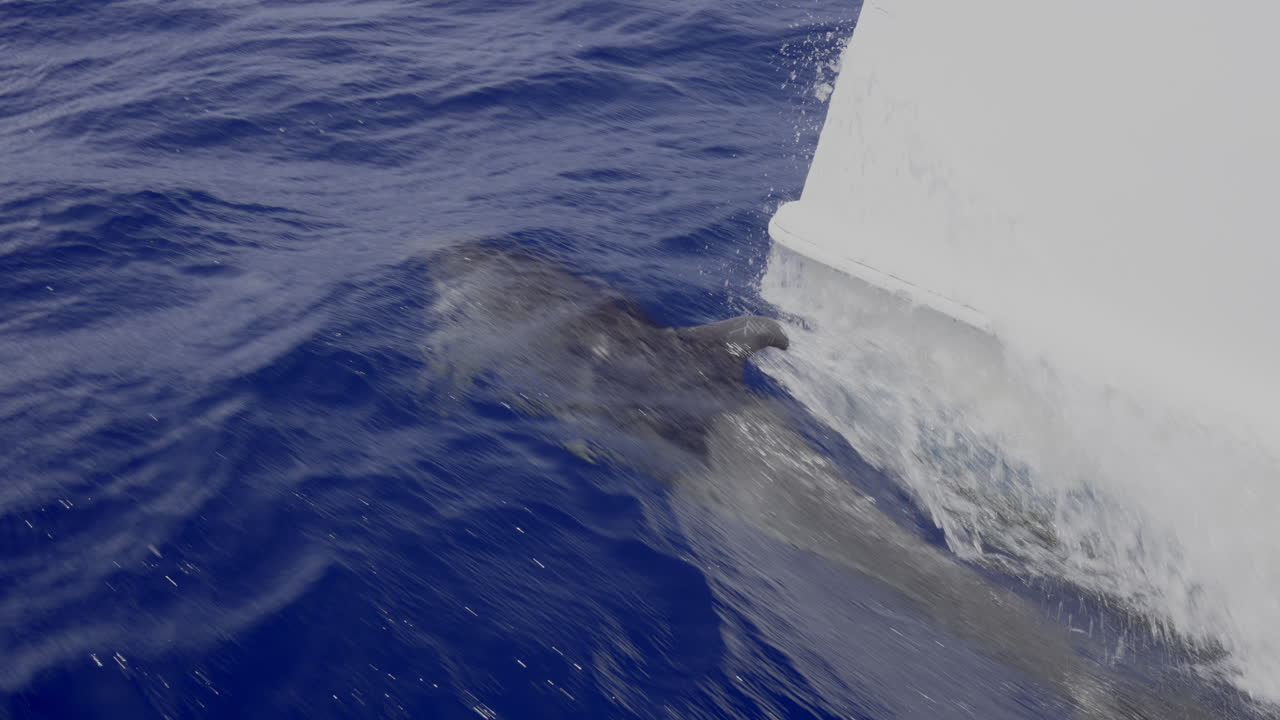 도미니카 공화국 의 타 카나 에서 카리브 해 를 가로질러 항해 하는 요트 의 앞부분