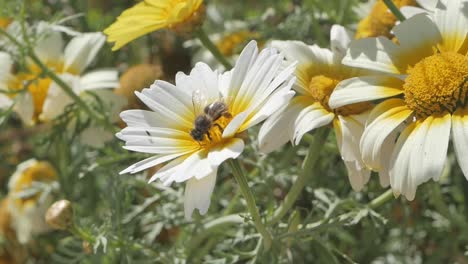 Abeja-Recolectando-Néctar-De-Una-Flor-Silvestre-De-Margarita-Blanca-En-Un-Prado,-España-Rural