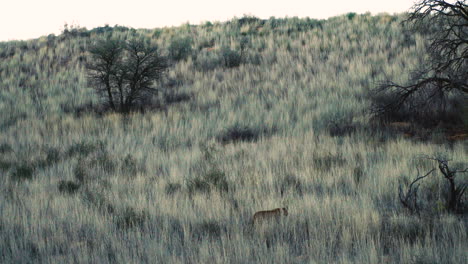 leopardo caminhando por pastagens montanhosas após o pôr do sol