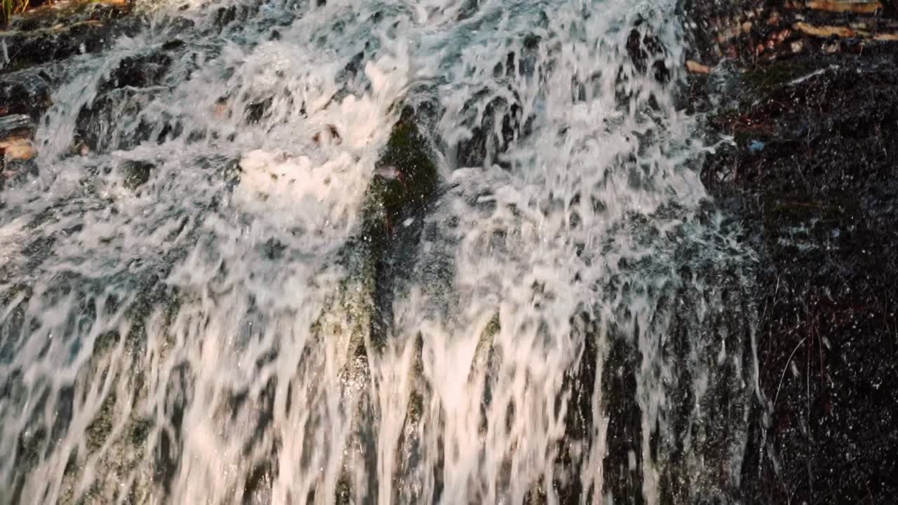 The Abundant Stream Of Water Flowing Surrounded By Green Trees And Variety Of Plants During Daytime - Close Up Shot