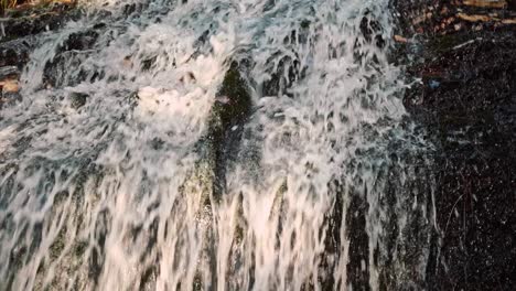 The-Abundant-Stream-Of-Water-Flowing-Surrounded-By-Green-Trees-And-Variety-Of-Plants-During-Daytime---Close-Up-Shot