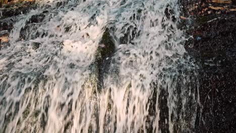 la abundante corriente de agua que fluye rodeada de árboles verdes y variedad de plantas durante el día - primer plano