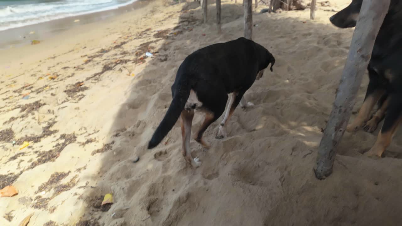 Black stray dog scratching itself on a sandy beach. Animal behavior