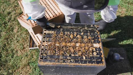 beekeeper in full suit carefully taking out wooden honey frame during inspection, top view