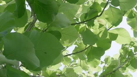 Wide-leaves-of-a-a-banyan-tree-swaying-gently-in-the-wind-at-a-park-in-Samut-Prakan-province-in-Thailand