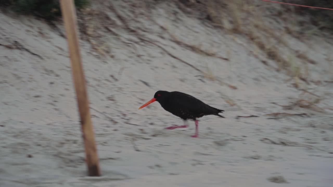 variable oystercatcher walking along shoreline looking for food