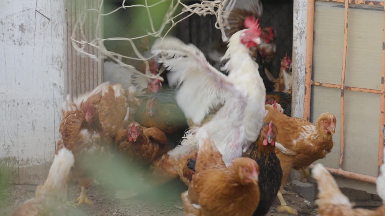 Chickens rushing out of a coop door into an outdoor space on a farm